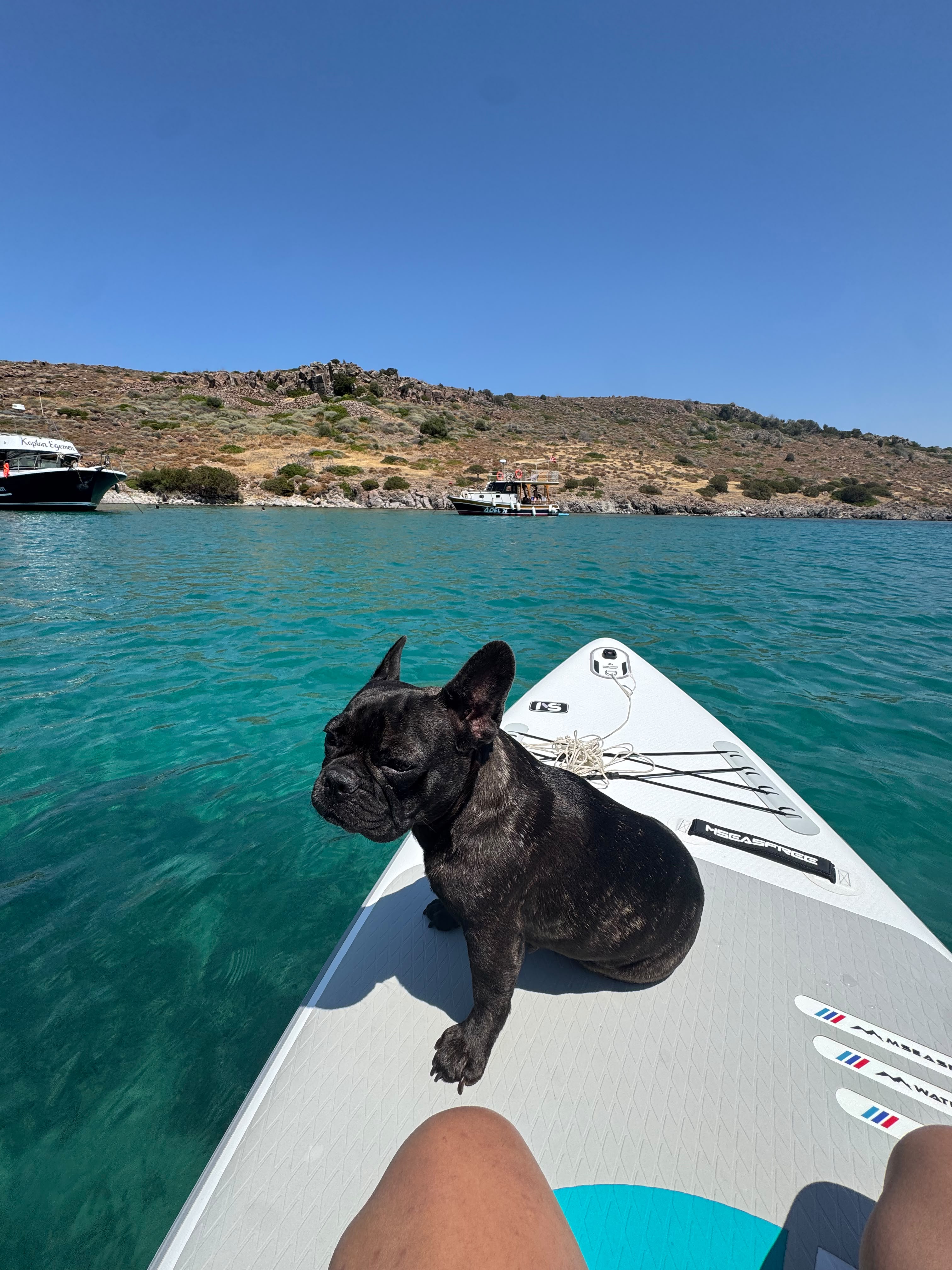 Paddle Board ve Siyah Köpek